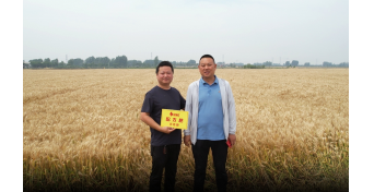 襄阳小麦丰收季，“麦”向增产好收益