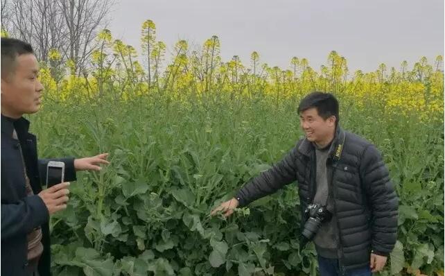 【新闻】宜施壮油菜配方肥在安徽
