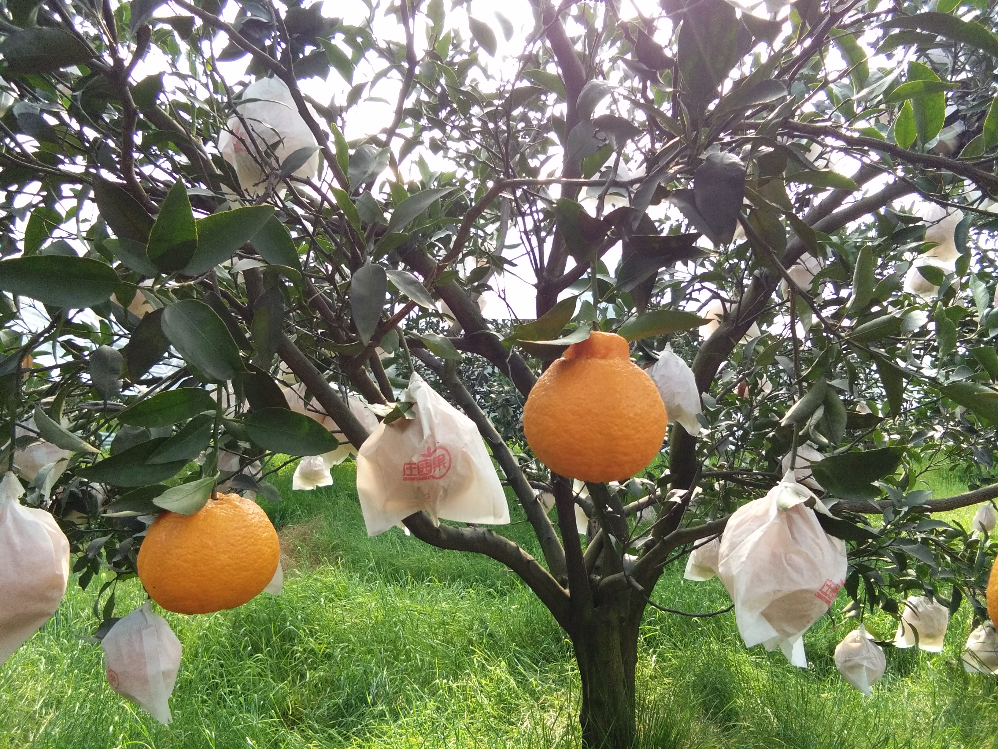 美美的丑柑-宜施壮柑橘配方肥