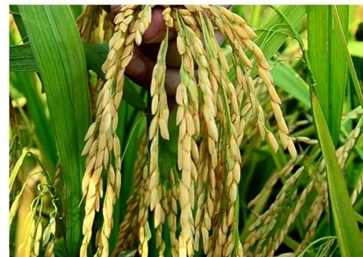 “稻”亦有道-水稻专用控释肥